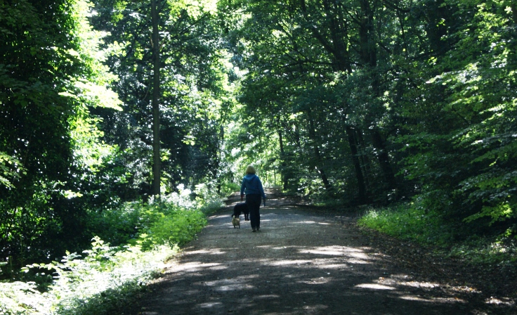A woman walking two dogs in a wood.